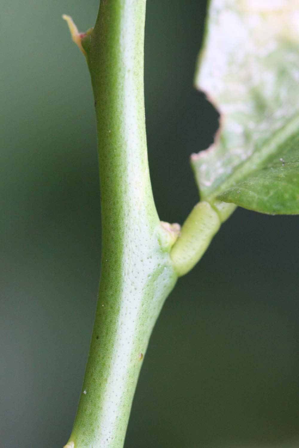                 First year twig (Monroe, Riverside,   CA)       